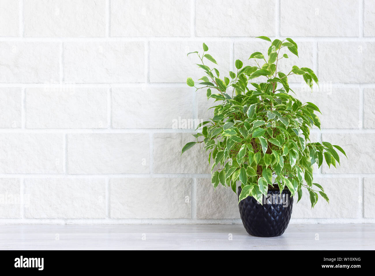 Home Decor Indoor Green Plant In Flower Pot On White Brick Wall Background Copy Space Stock Photo Alamy