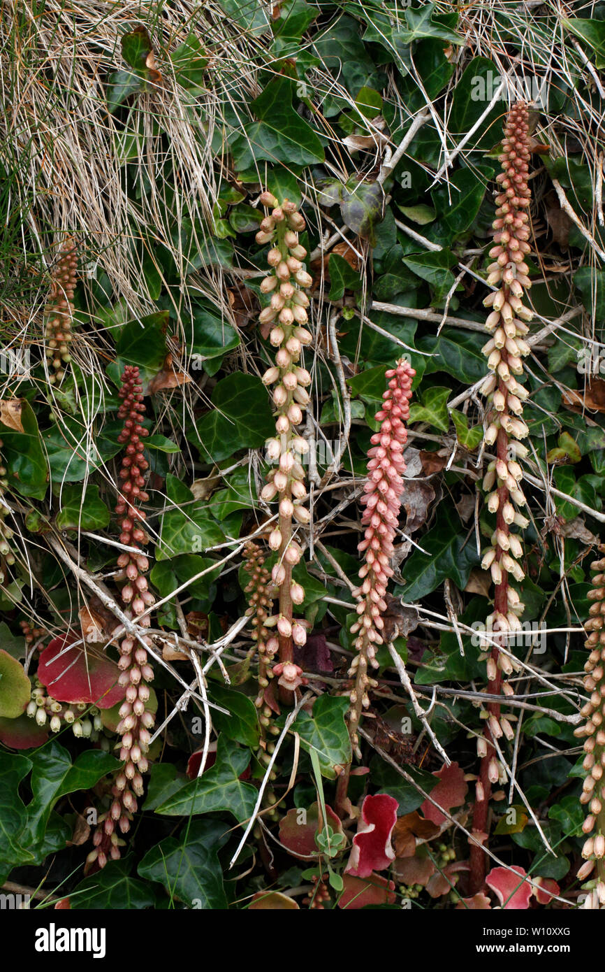 Wall Pennywort, Navelwort, Crassulaceae, Umbilicus rupestris, Stock Photo