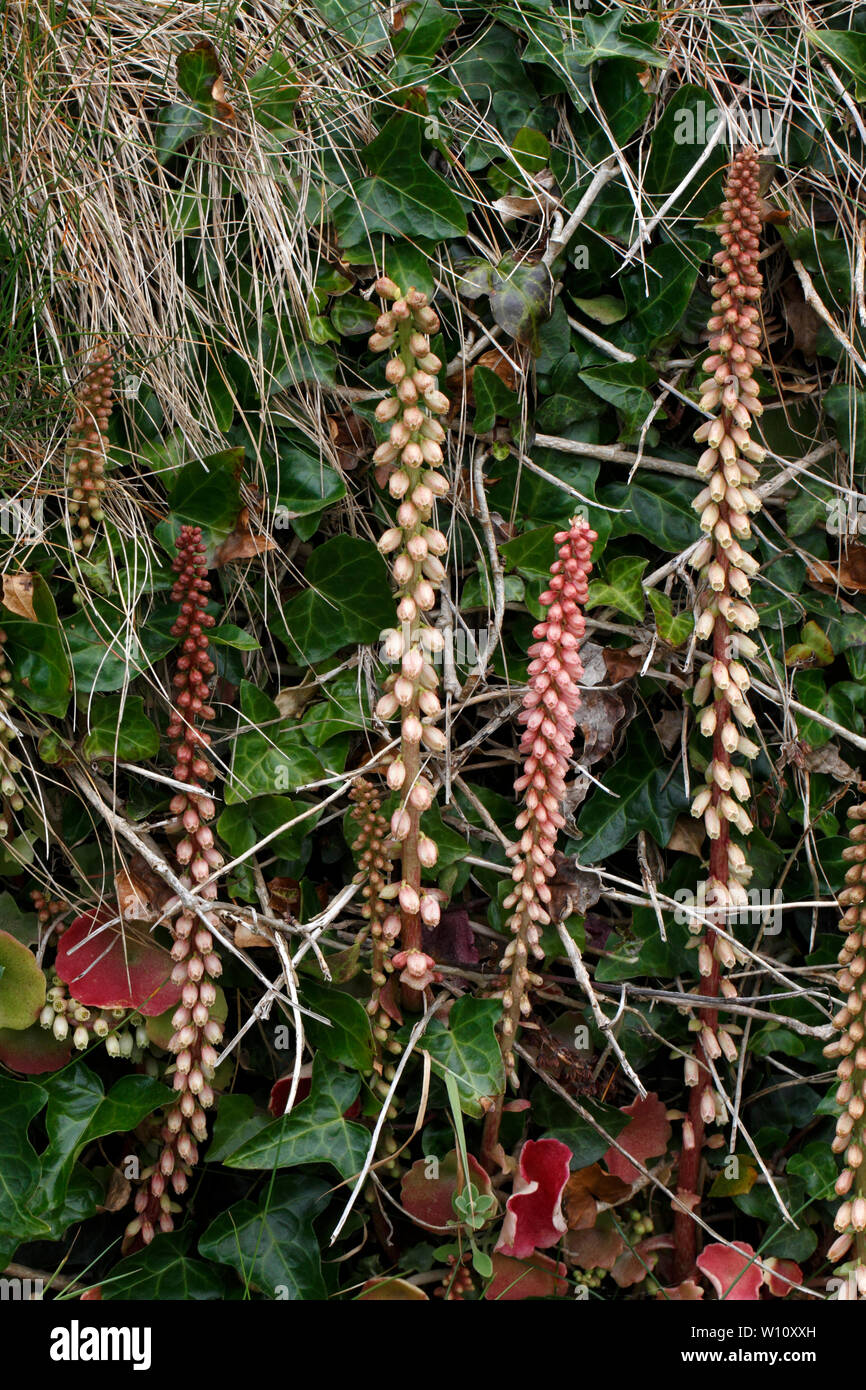 Wall Pennywort, Navelwort, Crassulaceae, Umbilicus rupestris, Stock Photo
