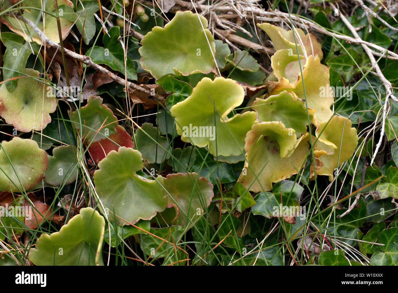 Fleshy leaves of Wall Pennywort, Crassulaceae, Umbilicus rupestris, Stock Photo