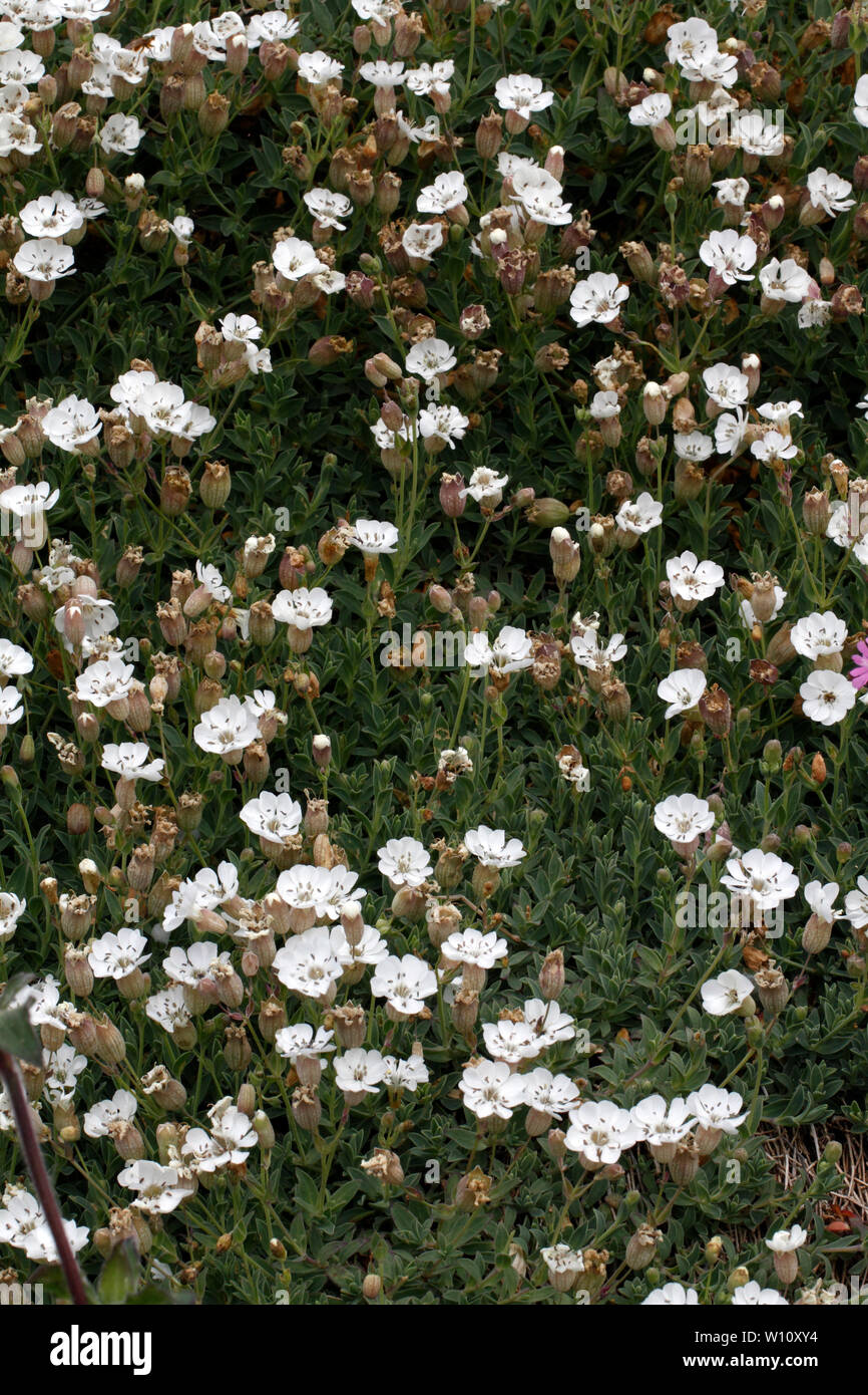 Sea Campion, Silene uniflora. Bed on a wall, Pembrokeshire. Stock Photo