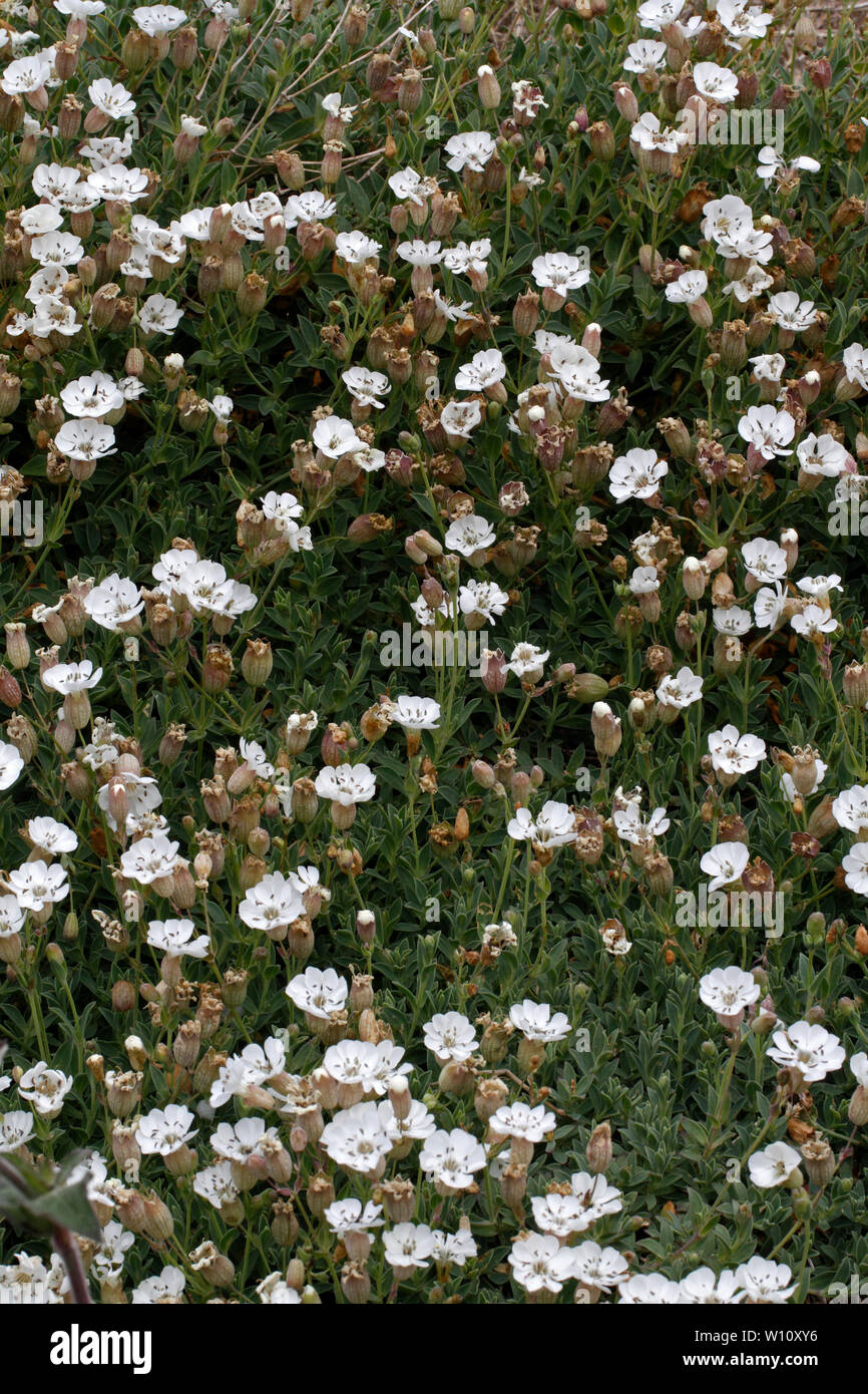 Sea Campion, Silene uniflora. Bed on a wall, Pembrokeshire. Stock Photo