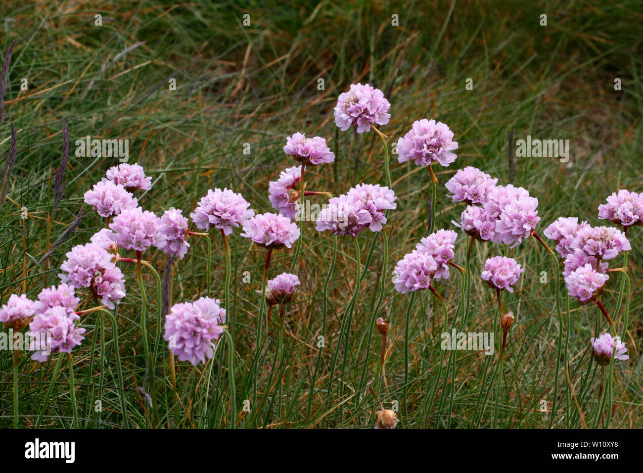 Thrift, Plumbaginaceae, Armeria maritima, on the Pembrokeshire coastal path. Stock Photo