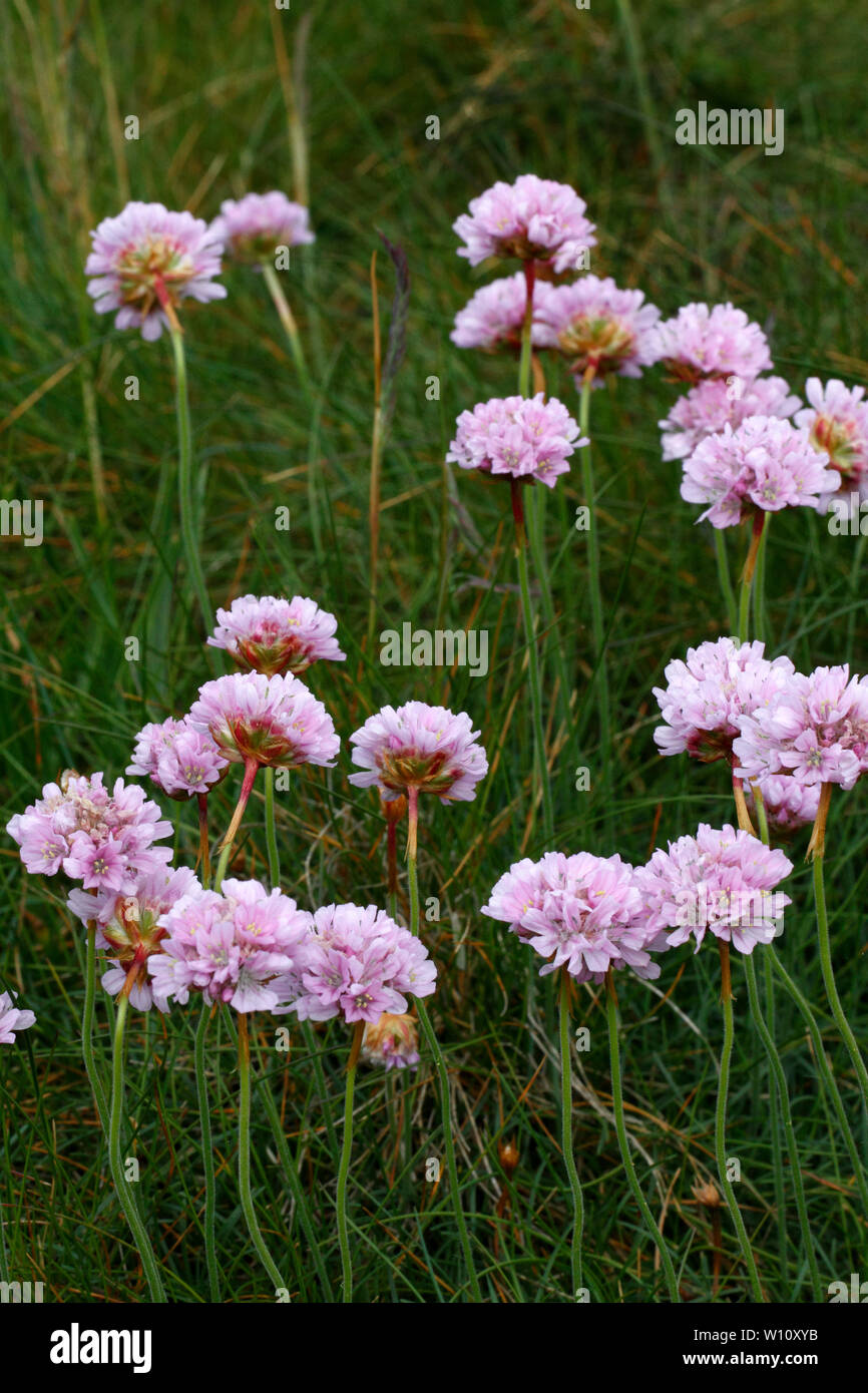 Thrift, Plumbaginaceae, Armeria maritima, on the Pembrokeshire coastal path. Stock Photo