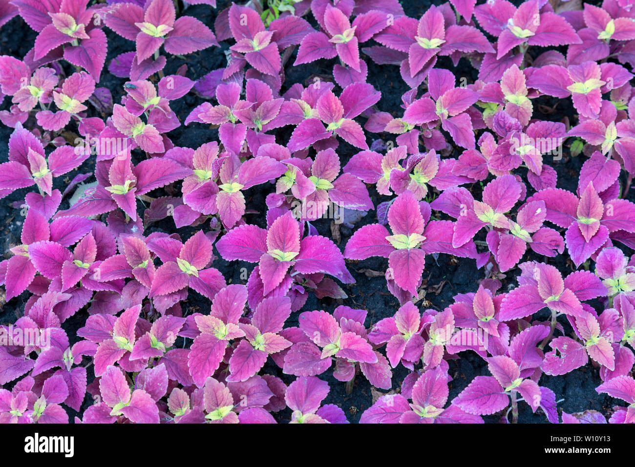 Purple flowers. Flower background Stock Photo - Alamy