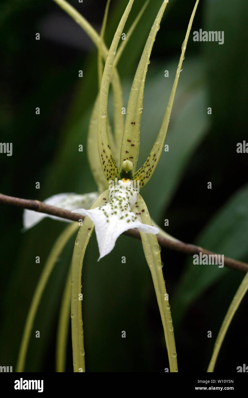 Brassia verrucosa. Brown spotted cream flowers of the Central American tropical epiphytic orchid. Stock Photo