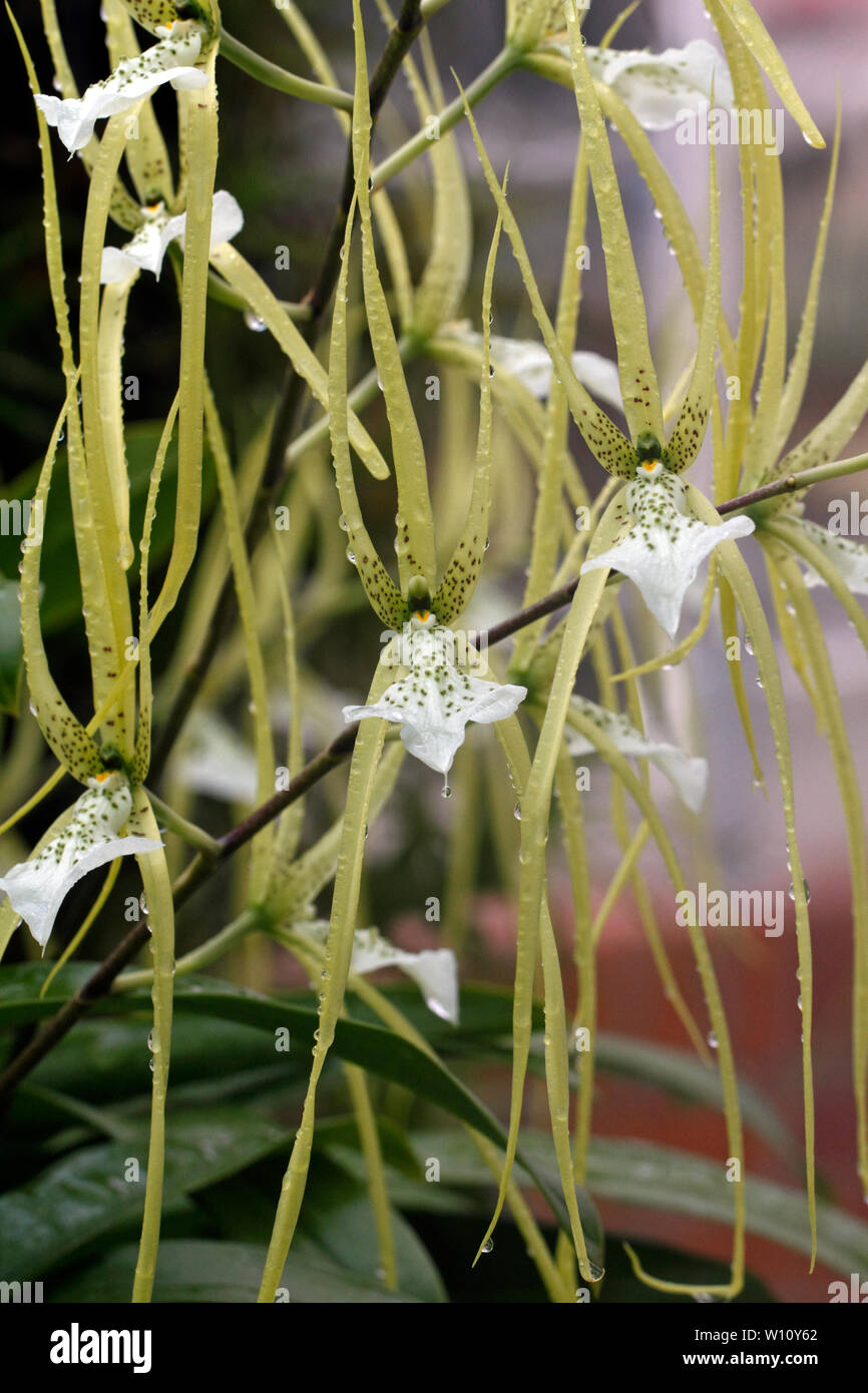 Brassia verrucosa. Brown spotted cream flowers of the Central American tropical epiphytic orchid. Stock Photo