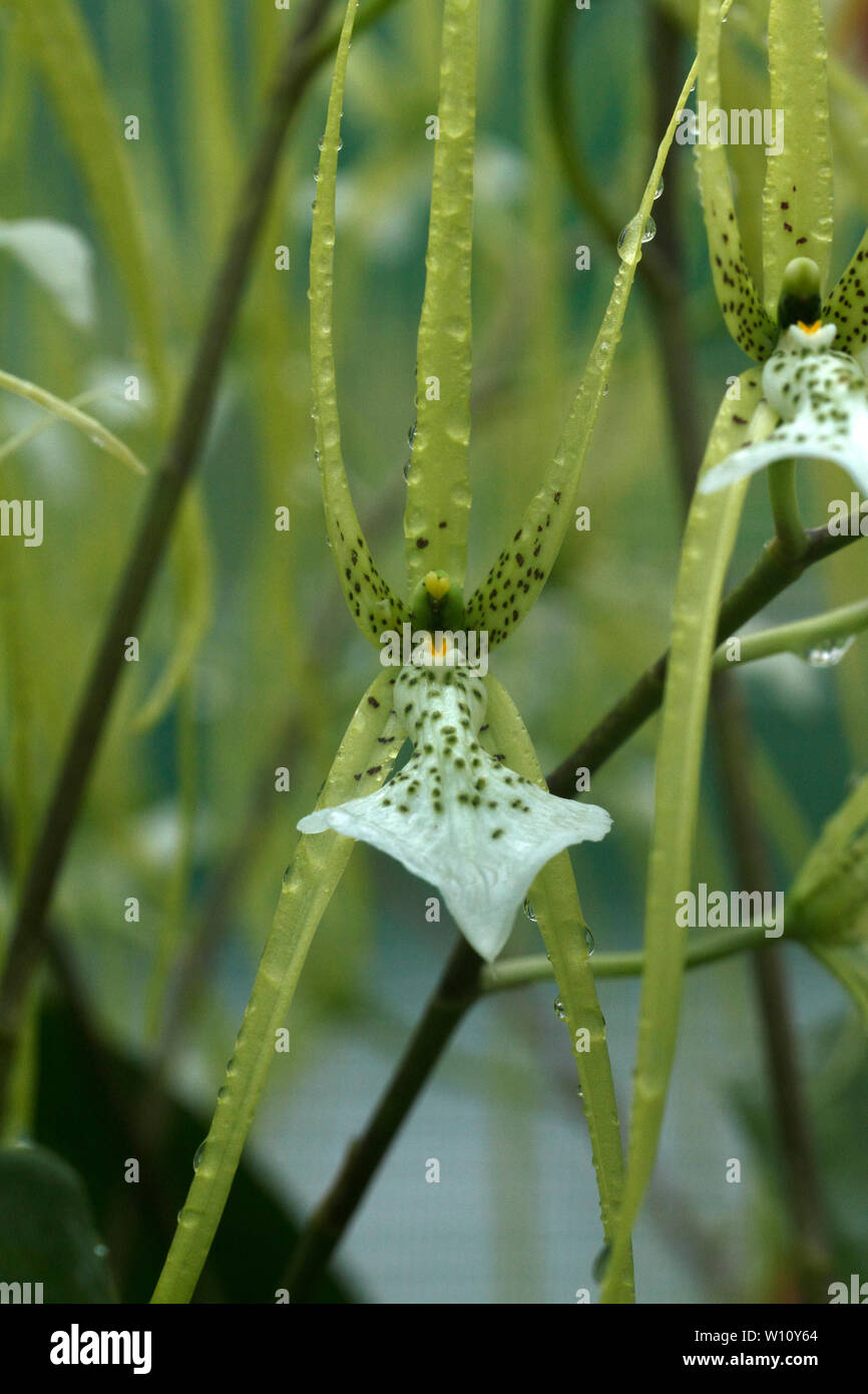 Brassia verrucosa. Brown spotted cream flowers of the Central American tropical epiphytic orchid. Stock Photo