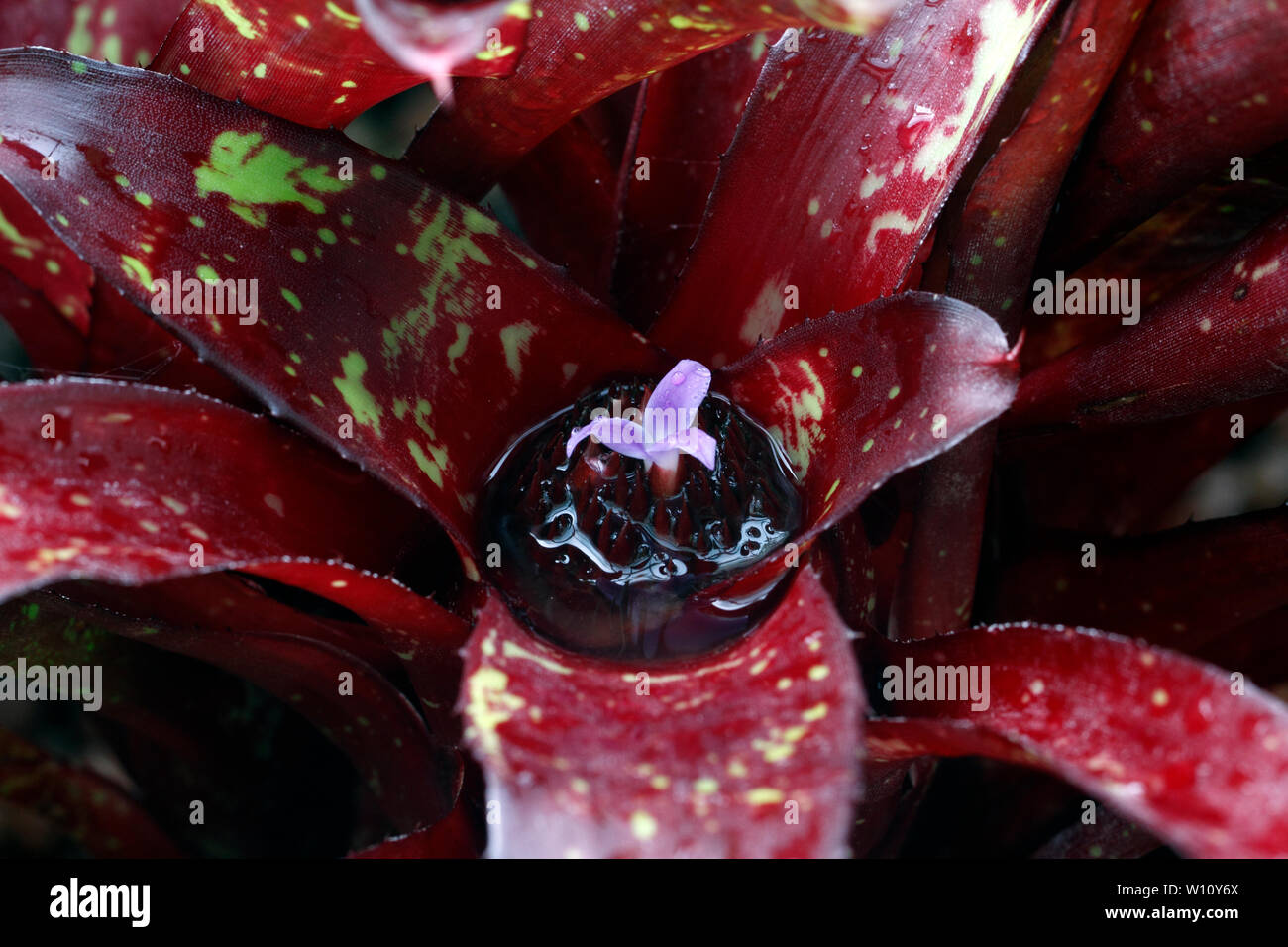 Neoregelia hybrid in purple or lilac flower, against spotted burgundy or maroon leaves. Stock Photo