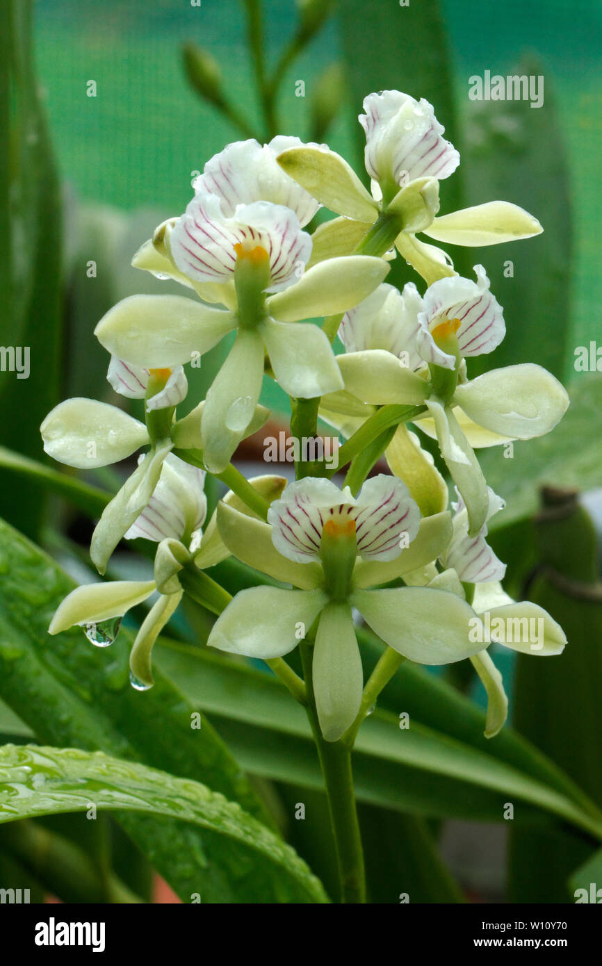 Prosthechea Radiata - Orchidaceae Stock Photo