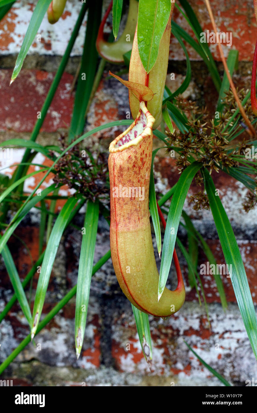 Pitcher Plant (Sarracenia). A carnivorous plant native to the Southeast United States which traps insects in pitchers. Single pitcher Stock Photo