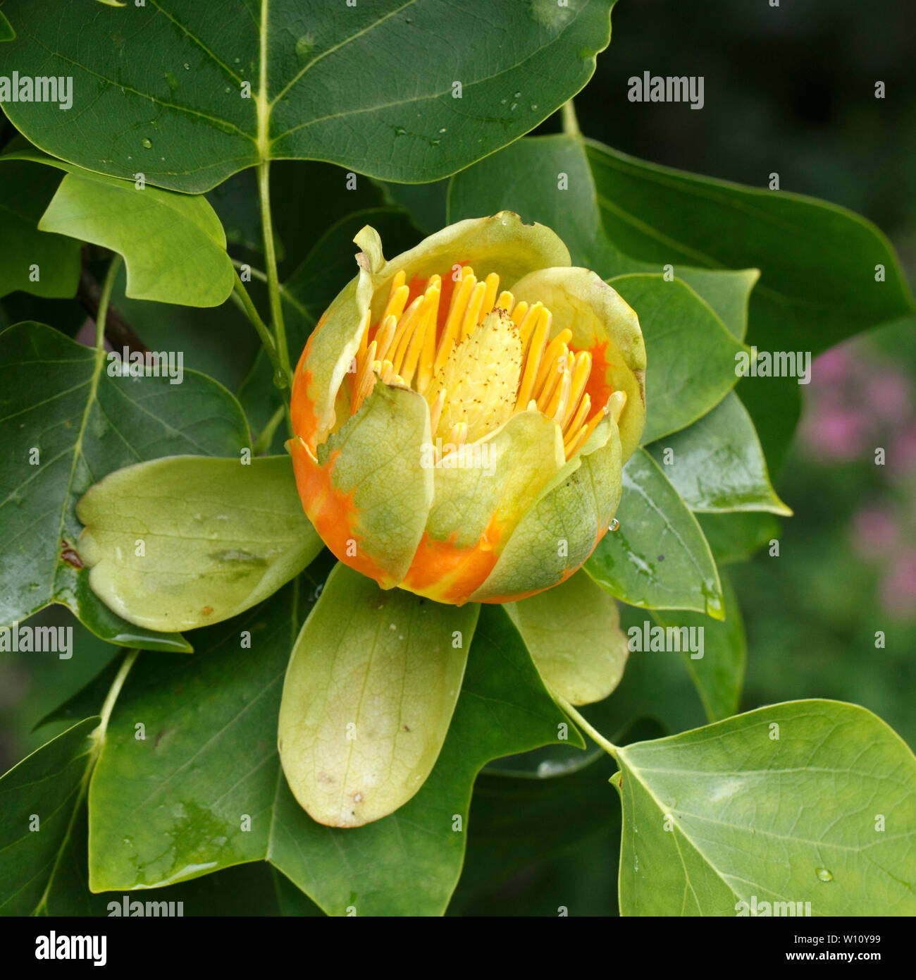 Liriodendron tulipifera, Tulip tree in flower. Stock Photo