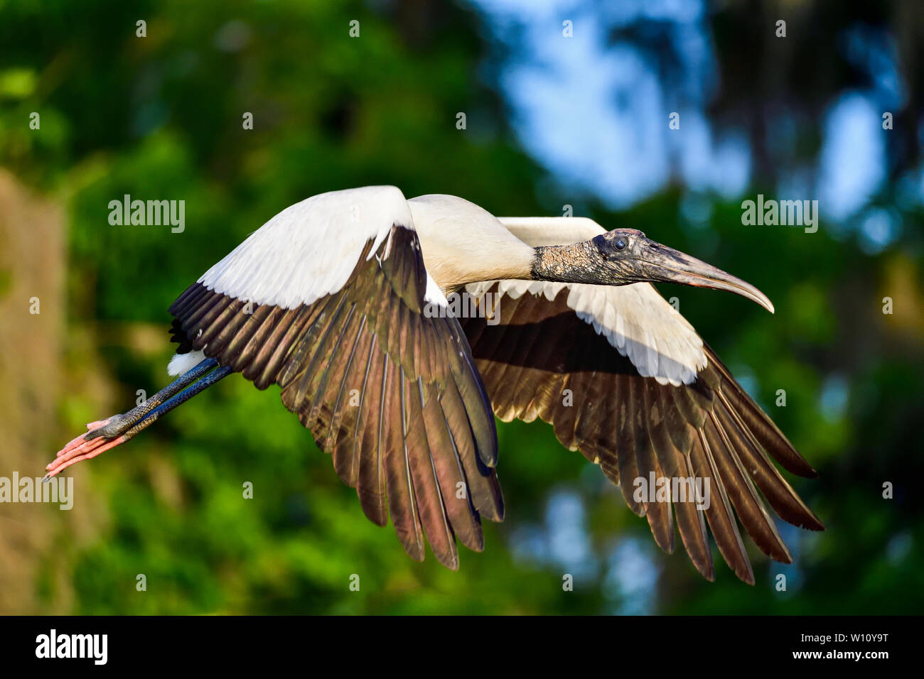 Wood Stork flyby at first light. Stock Photo
