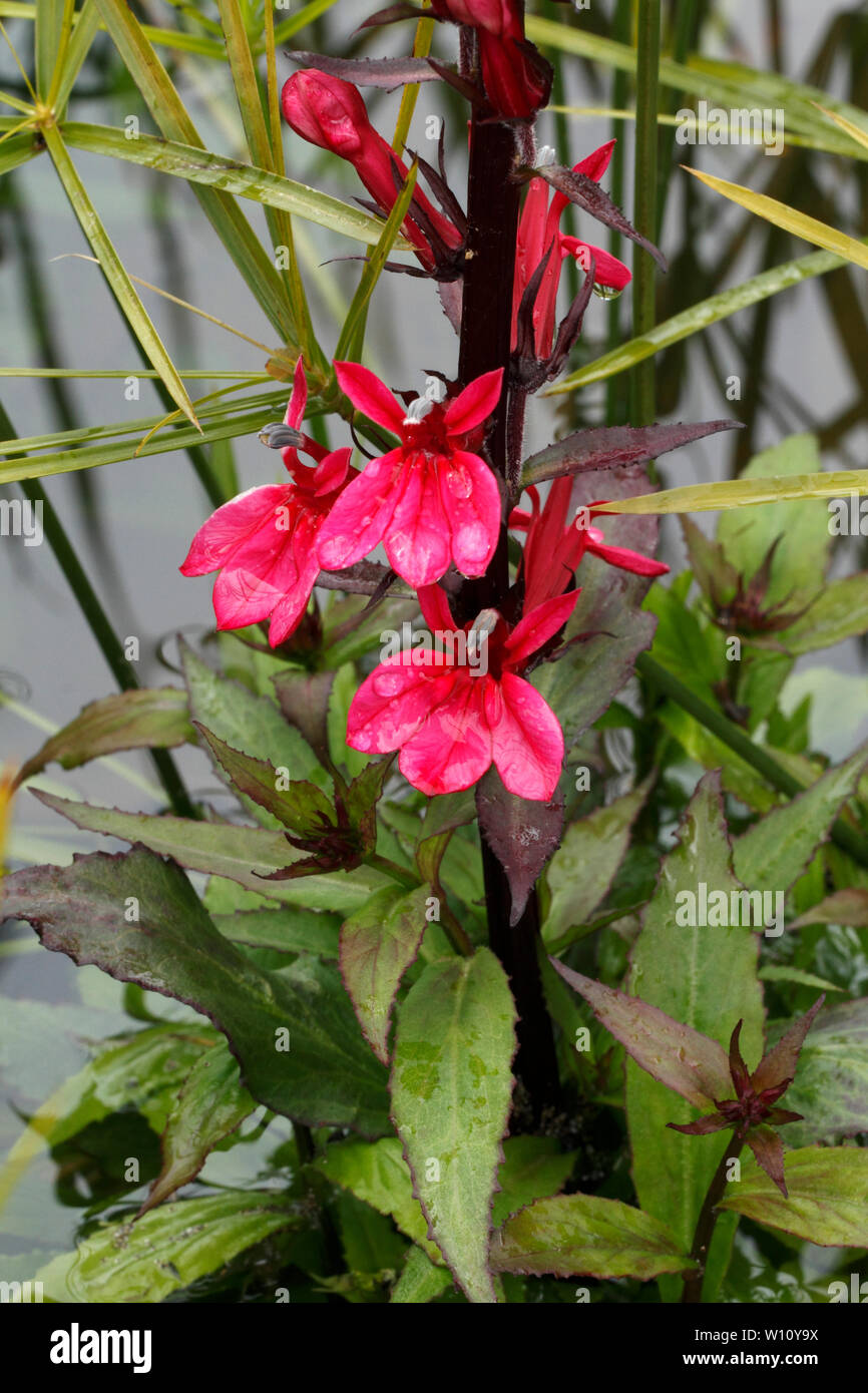 Pink marginal water plants in flower. Mint family Stock Photo Alamy