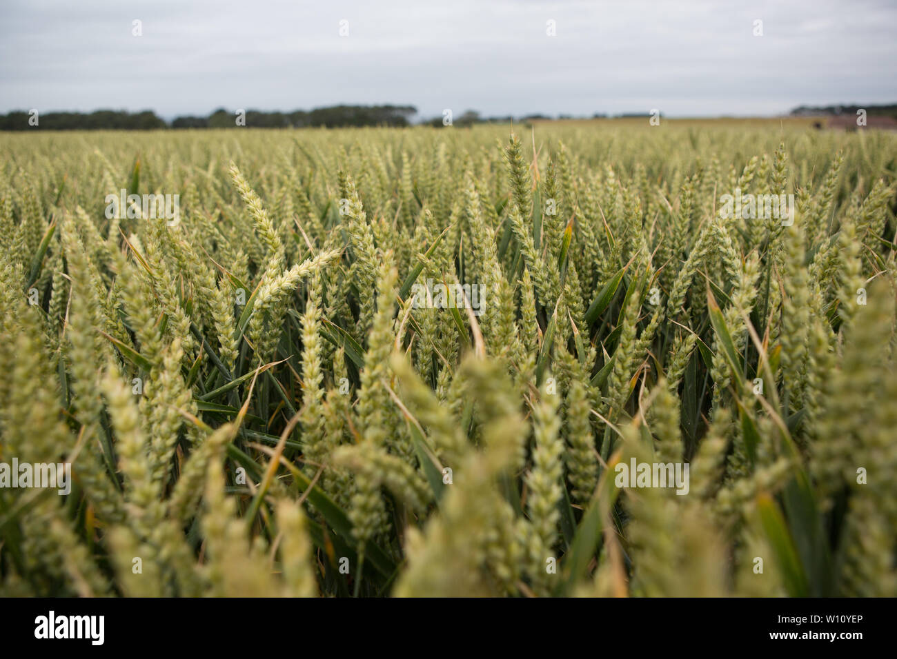 Wheat field on the outskirts of St. Andrews, Fife, Scotland. Stock Photo