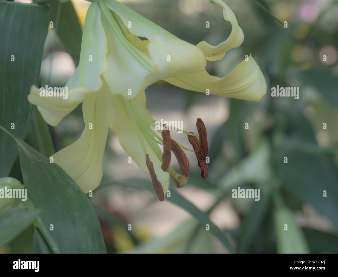 Pale yellow lily in garden, adjusted to vintage color tone. Stock Photo