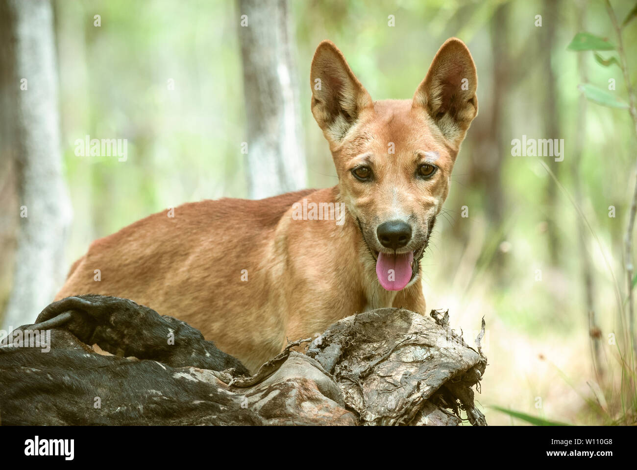 Hungry dingo pup takes a moment to observe the intruder  in bush land in the gulf country of Australia. Stock Photo