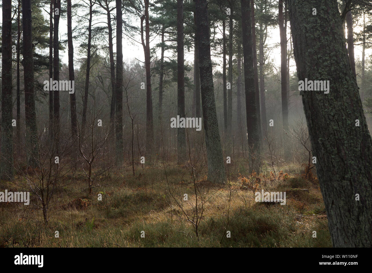 Mist through the trees of Tentsmuir Forest, Fife, Scotland. Stock Photo