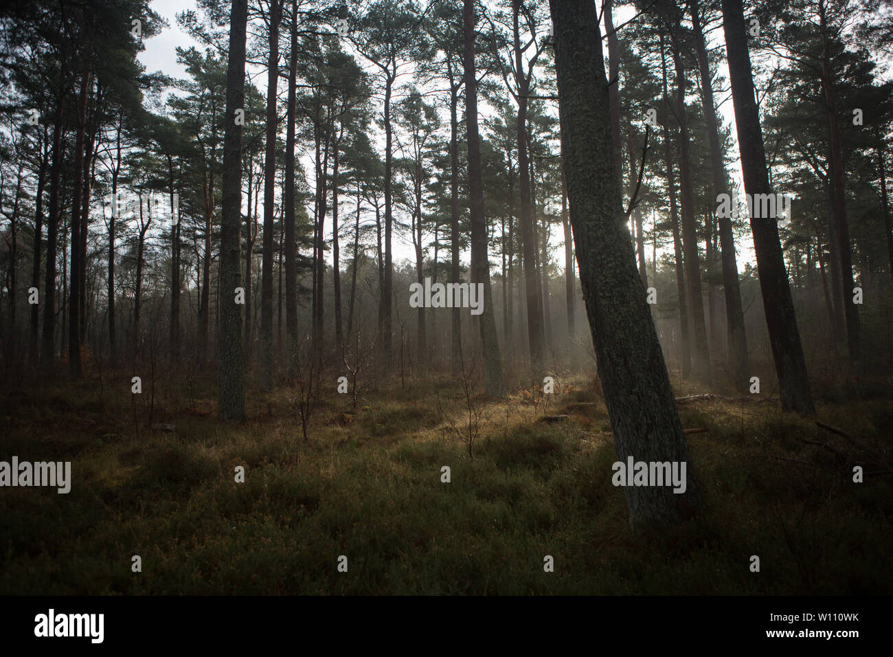 Mist through the trees of Tentsmuir Forest, Fife, Scotland. Stock Photo