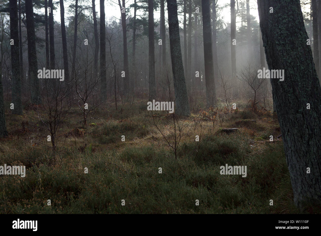 Mist through the trees of Tentsmuir Forest, Fife, Scotland. Stock Photo