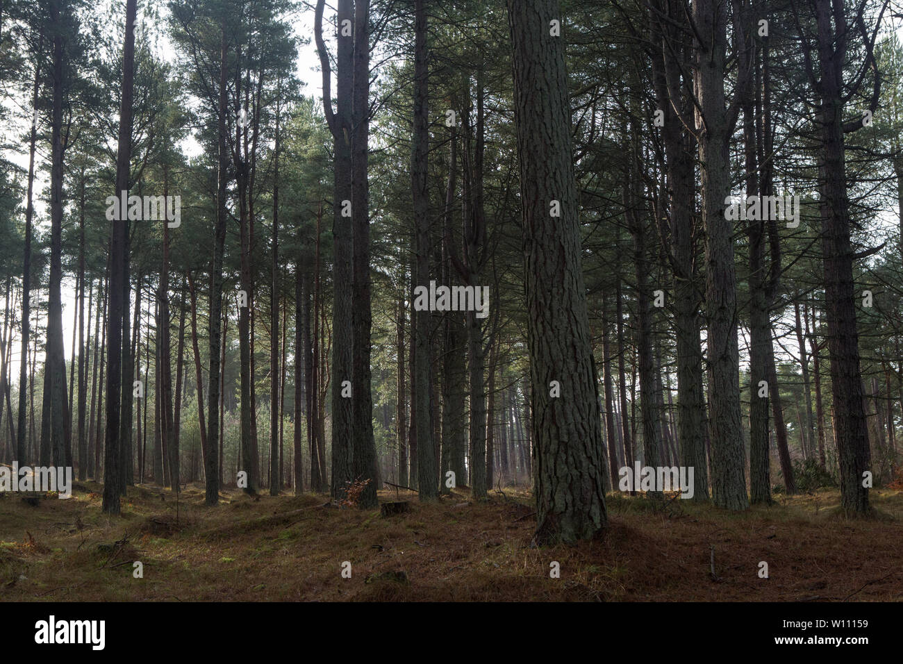 Pine trees within Tentsmuir Forest, Fife, Scotland Stock Photo