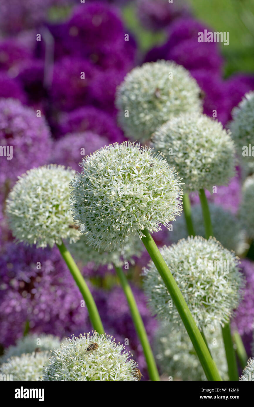 Allium mount everest flowers on a Plant nursery stand at RHS harlow Carr flower show. Harrogate, England Stock Photo
