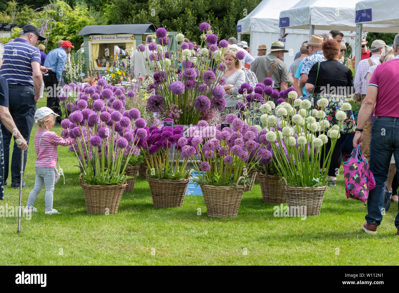 Alliums on a Plant nursery stand at RHS harlow Carr flower show