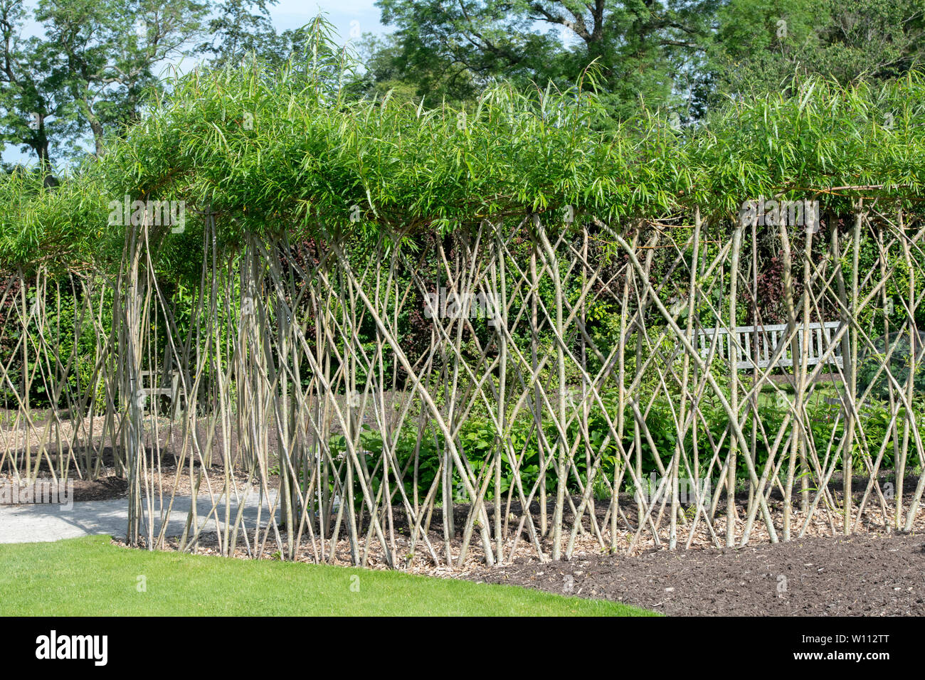 Living willow arched pathway in the vegetable garden at RHS Harlow Carr gardens. Harrogate, England Stock Photo