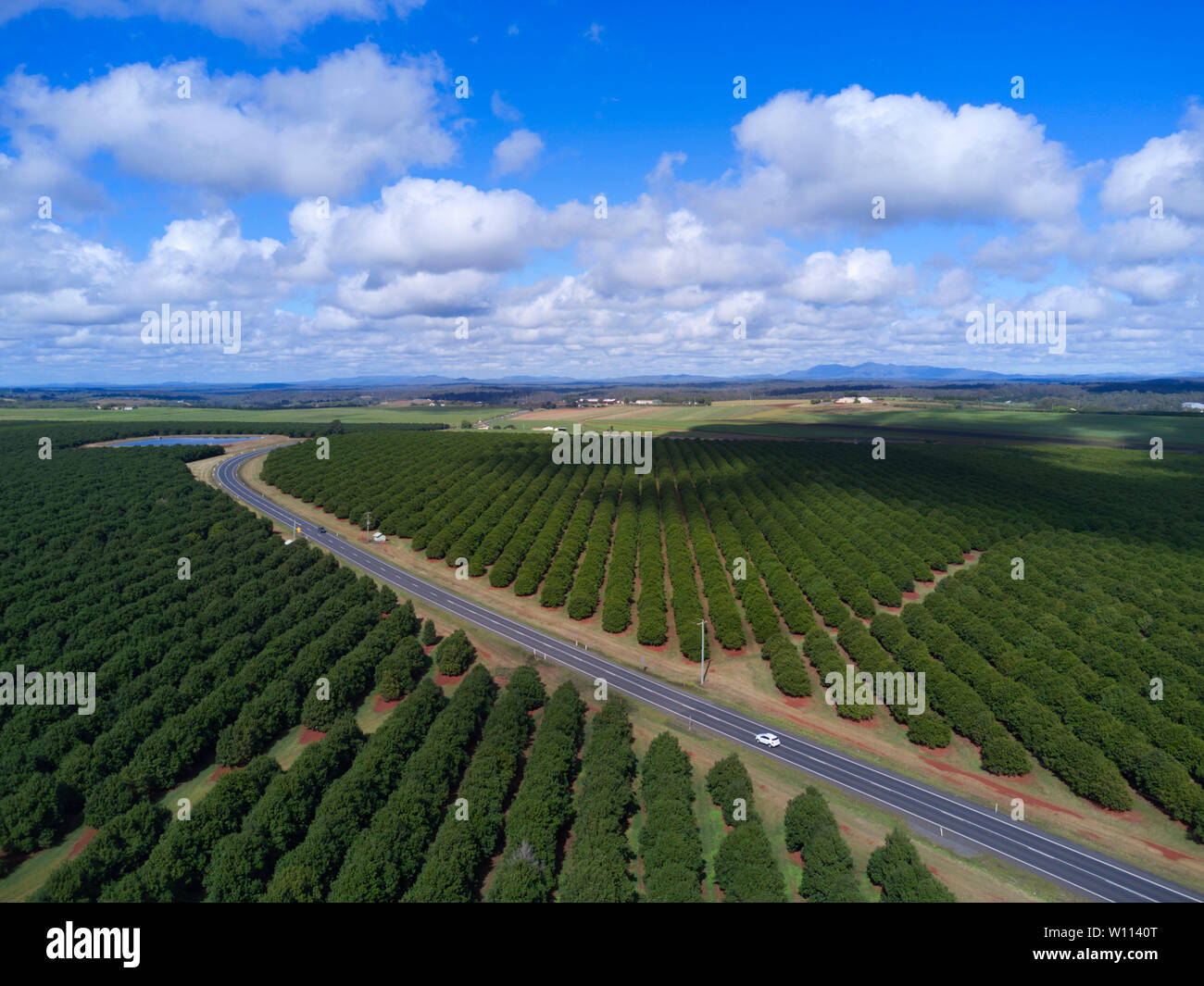 Aerial of macadamia nut tree plantation near Childers Queensland
