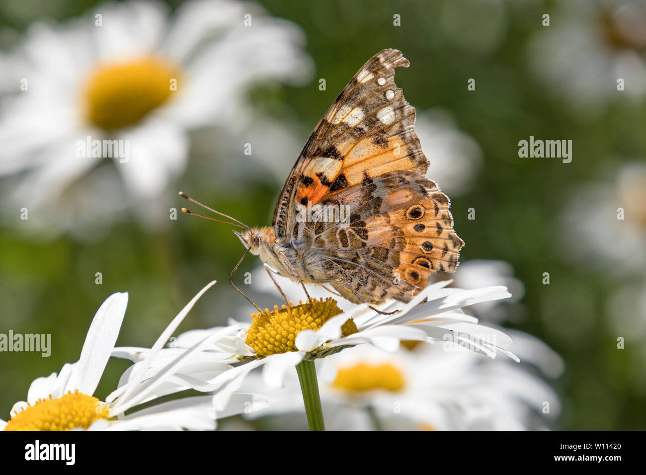 Teesdale, County Durham, UK. 28th June, 2019. UK Weather. The hot weather which has swept all the way across Europe from the Sahara has brought the annual migration of Painted Lady (Vanessa cardui) butterflies to Northern England. Helped by warm southerly winds these amazing butterflies will have flown all the way from the desert fringes of North Africa, the Middle East and Central Asia! Credit: David Forster/Alamy Live News Stock Photo