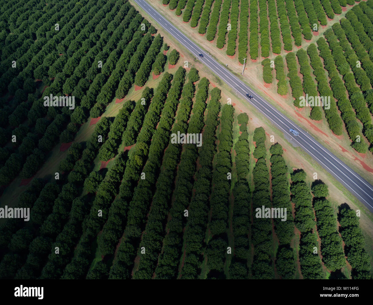 Aerial of macadamia nut tree plantation near Childers Queensland