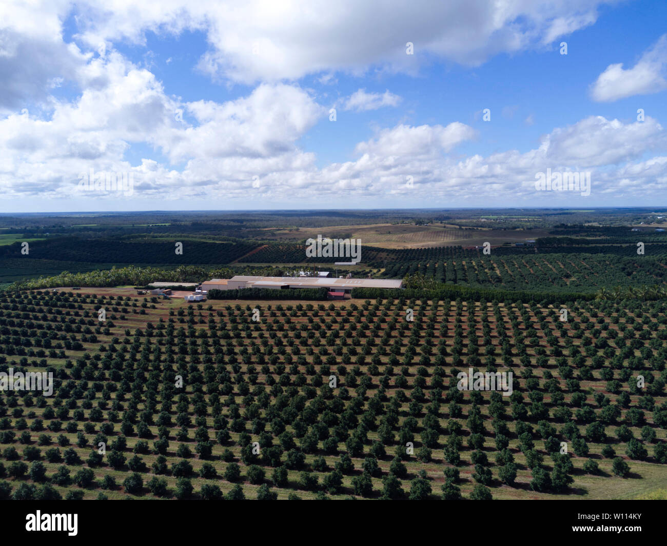 Aerial of macadamia nut tree plantation near Childers Queensland