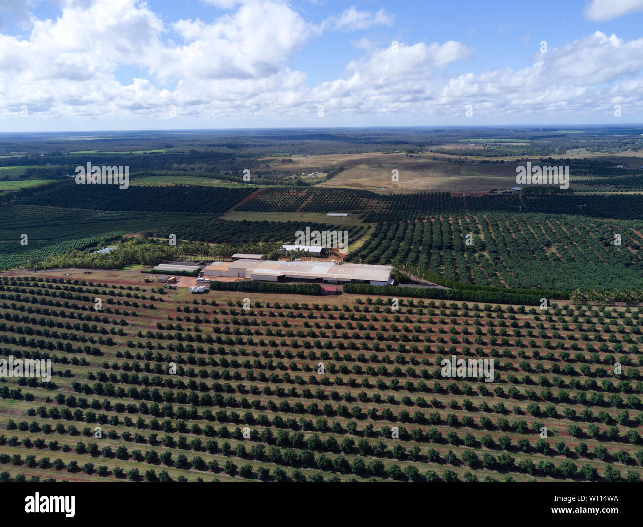 Aerial of macadamia nut tree plantation near Childers Queensland Australia Stock Photo