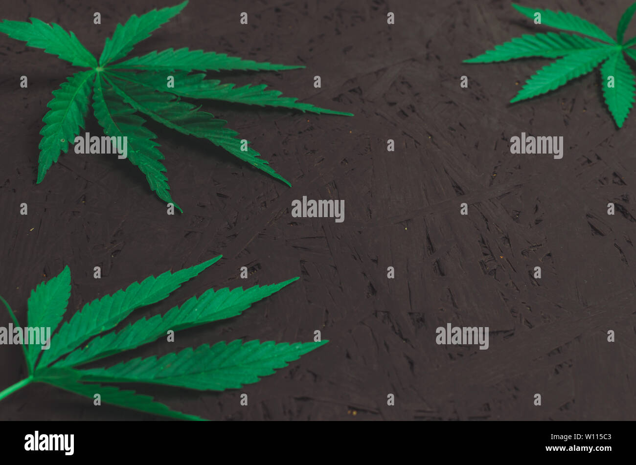 Green hemp leaves on black background. Stock Photo