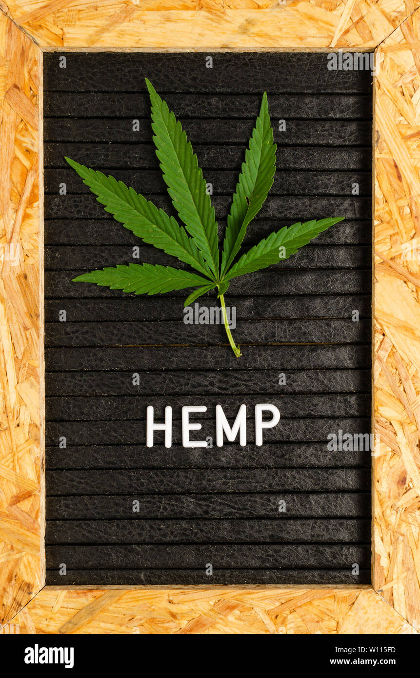 Green hemp leaf on a black background in a frame. Stock Photo