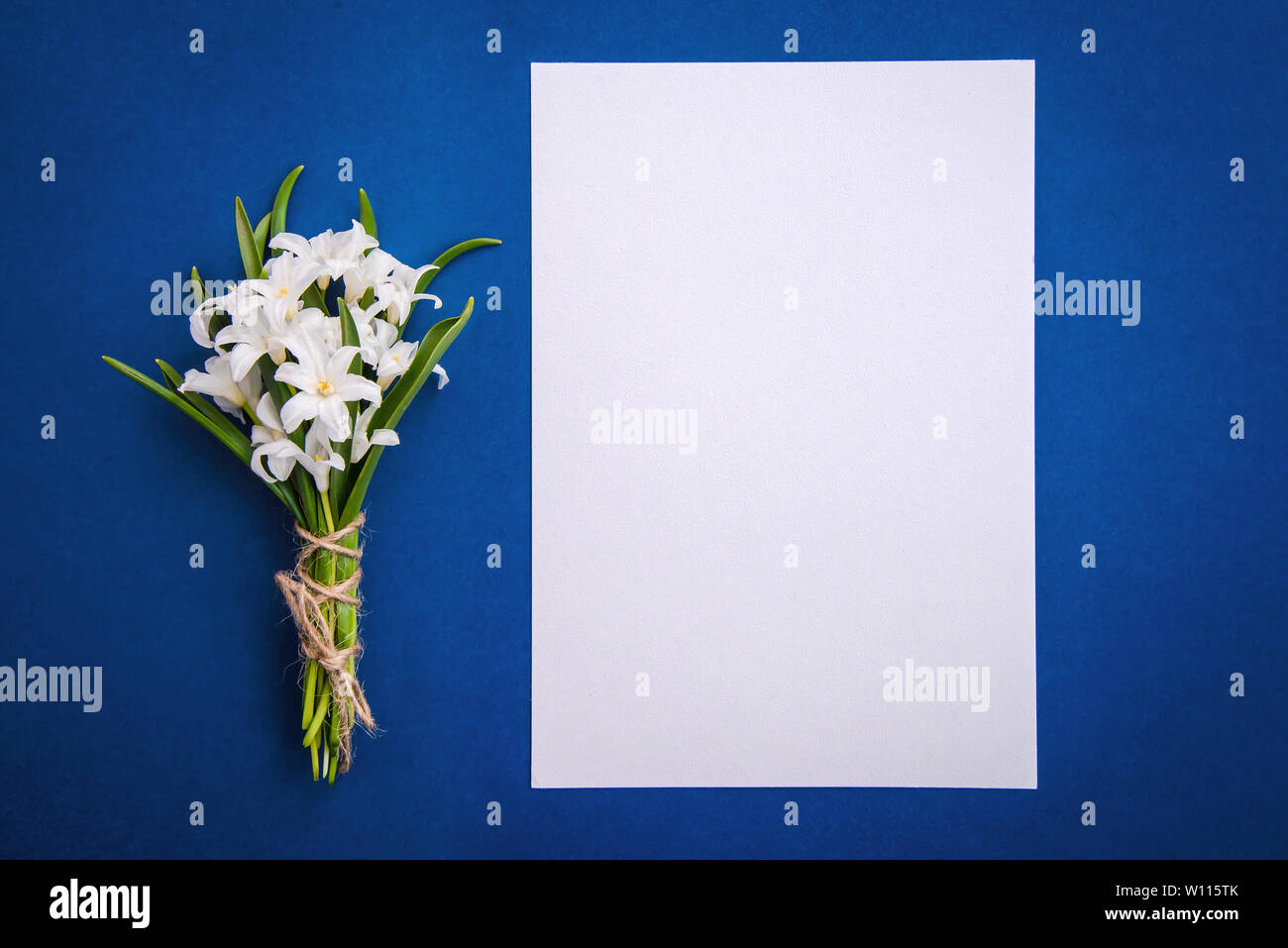 Bouquet of white flowers Chionodoxa and a blank sheet of paper on a blue background, top view, with copy space Stock Photo