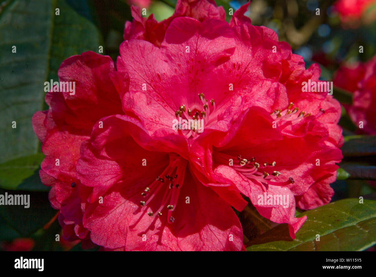 Close-up of a scarlet rhododendron flower in Sir Harold Hillier Gardens, Romsey, Hampshire, UK Stock Photo