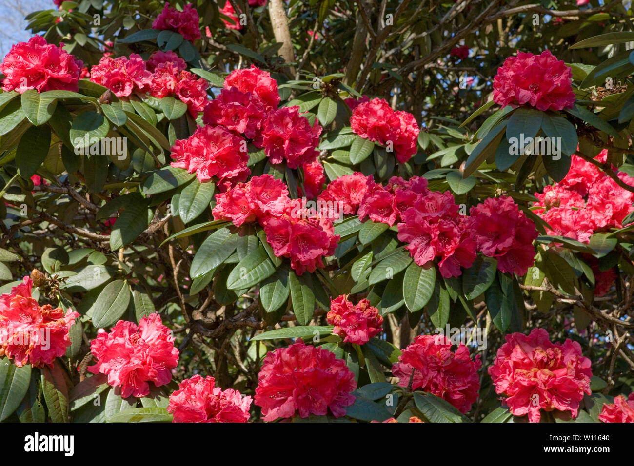 Scarlet rhododendron flowers in Sir Harold Hillier Gardens, Romsey, Hampshire, UK Stock Photo