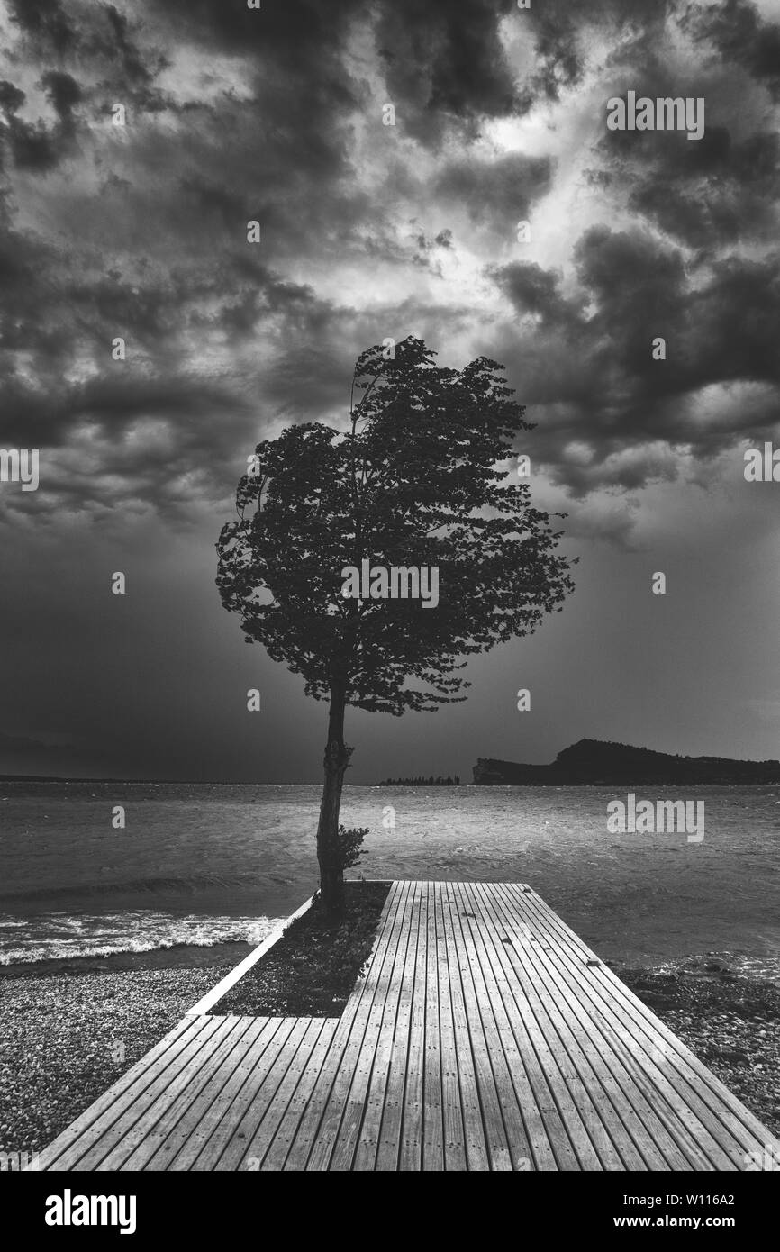 Beautiful dark black and white shot of a single tree on a wooden pier near the ocean Stock Photo