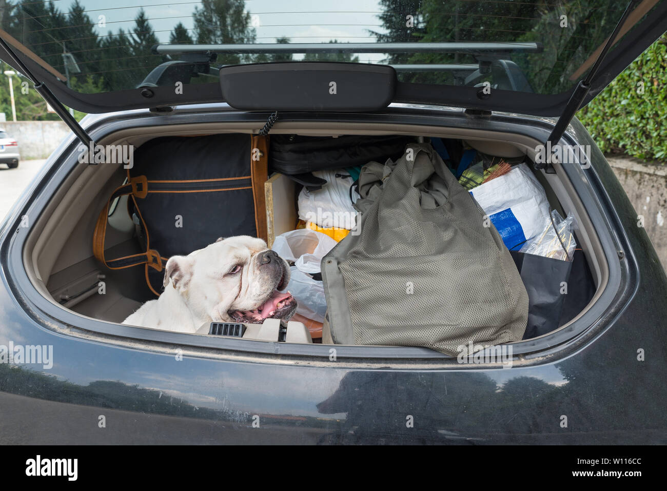 Dog in the car leaving for the summer holidays, white english bulldog. Concept of no abandonment of animals during the summer Stock Photo