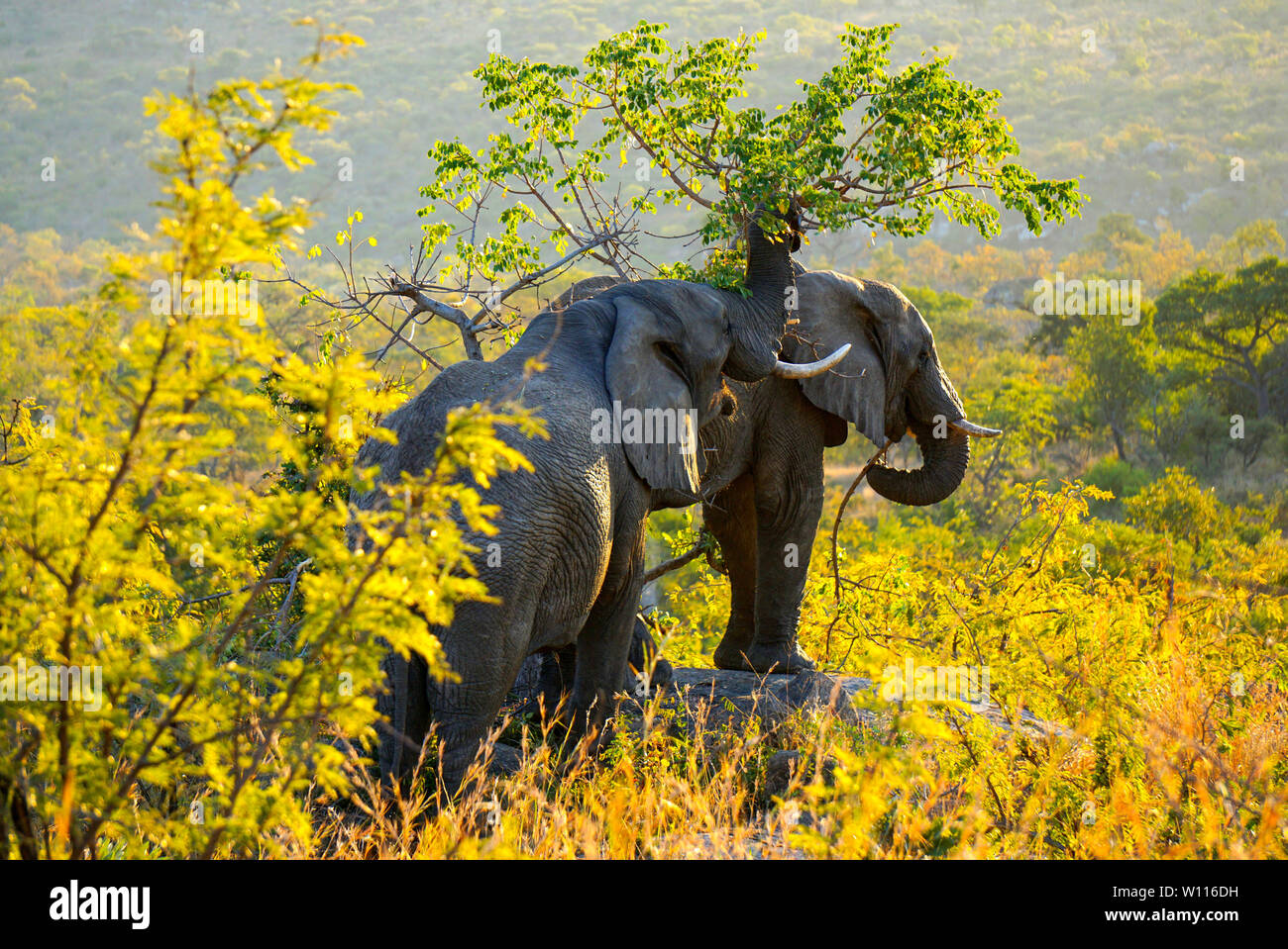 Two eating African Elephants, Mthethomusha Game Reserve Stock Photo - Alamy