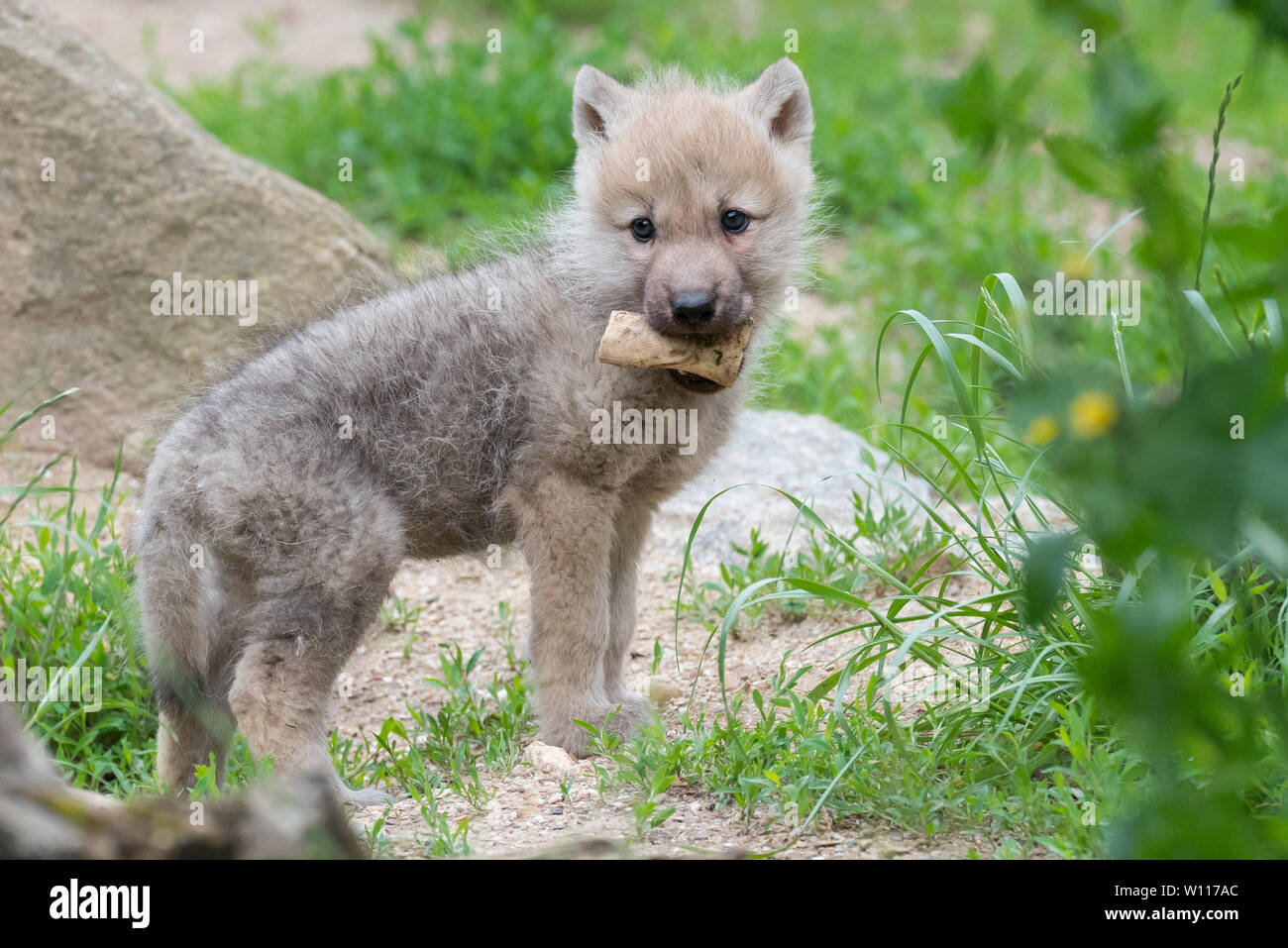 Arctic Wolf Newborn Pups