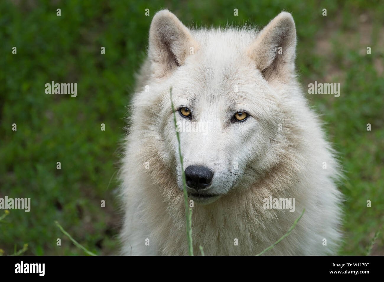 Arctic wolves hi-res stock photography and images - Alamy