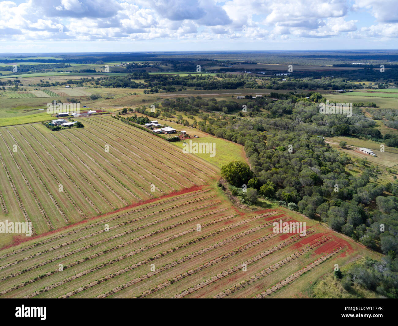 Aerial of commercial macadamia nut orchards near Childers Queensland