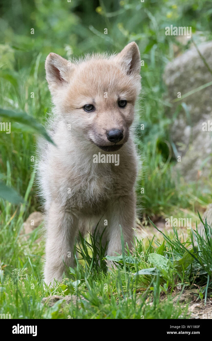 Arctic Wolf Newborn Pups