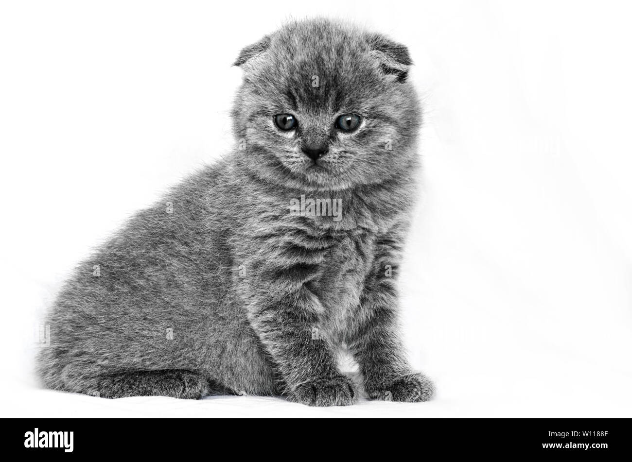 Small british kitten on a white background the age of 1 month Stock Photo