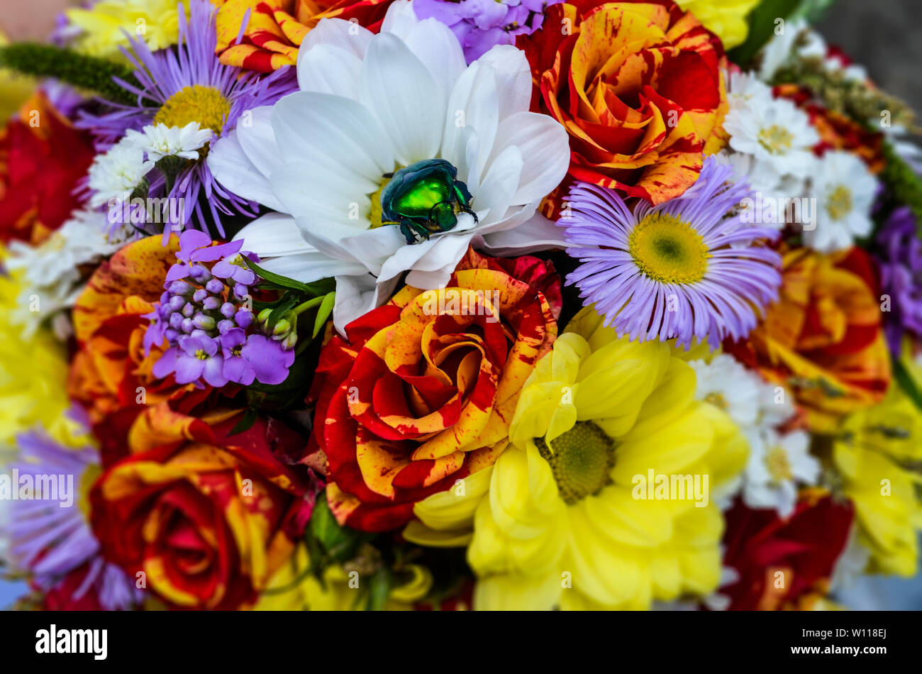 green beetle on the background of multi color flowers Stock Photo
