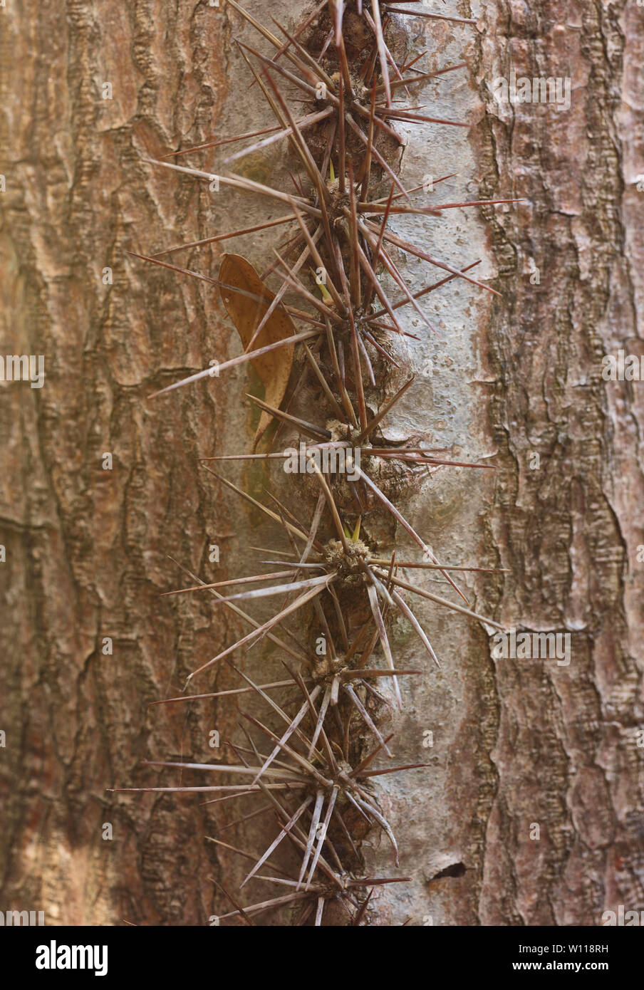 Spikes On Tree Trunk High Resolution Stock Photography and Images Alamy