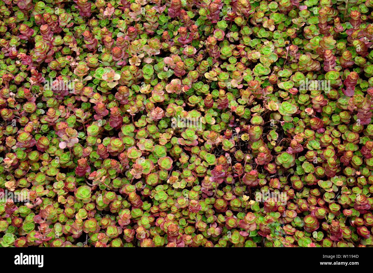 Sedum Dragon S Blood High Resolution Stock Photography And Images Alamy Sedum Dragon S Blood High Resolution Stock Photography And Images Alamy