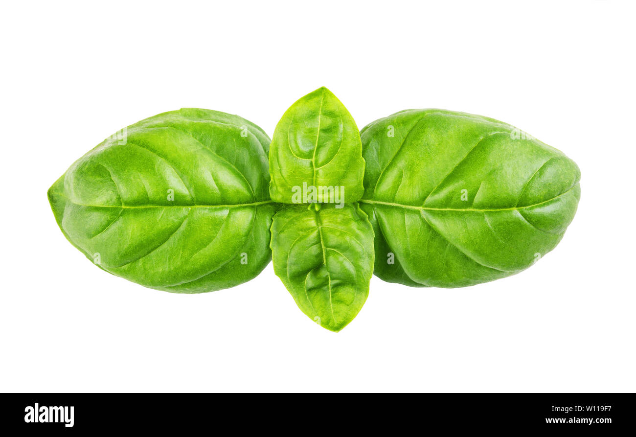 Twig a bouquet of fresh green basil isolated on white background Stock ...